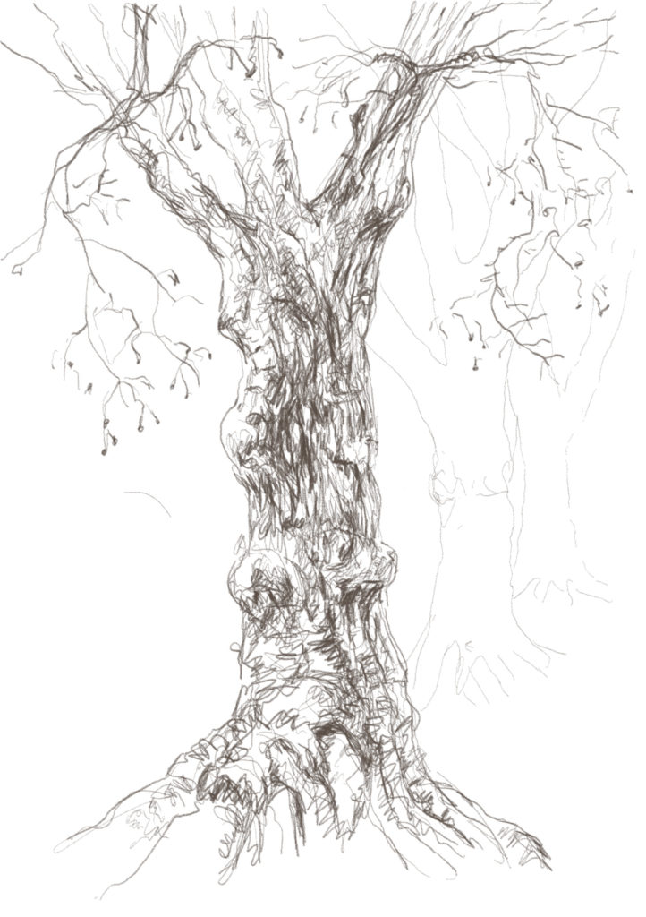 Buxbäume 02