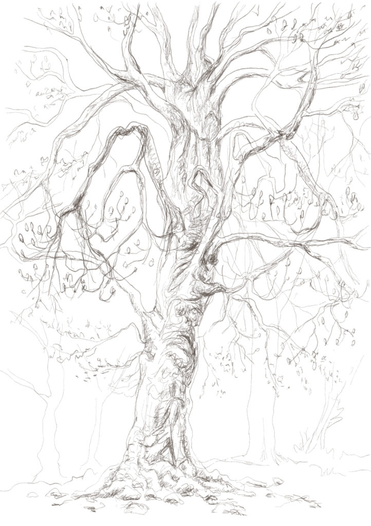Buxbäume 03