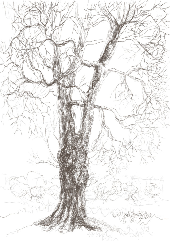 Buxbäume 04
