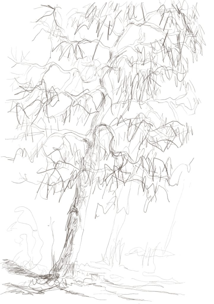 Buxbäume 05